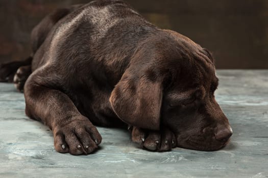 A portrait of a black Labrador dog taken against a black backdrop at studio.