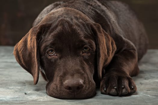 A portrait of a black Labrador dog taken against a black backdrop at studio.