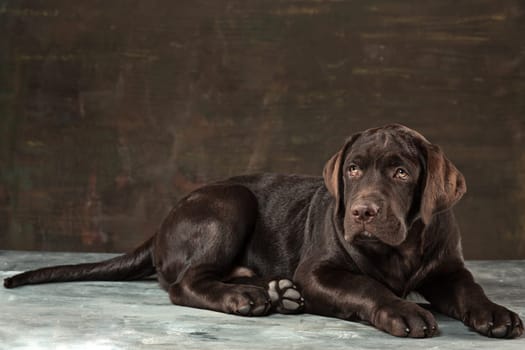 A portrait of a black Labrador dog taken against a black backdrop at studio.