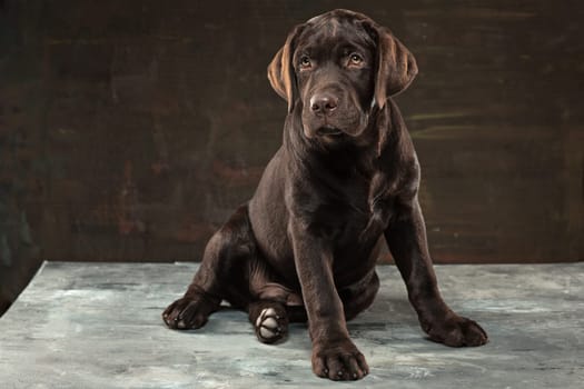 A portrait of a black Labrador dog taken against a black backdrop at studio.