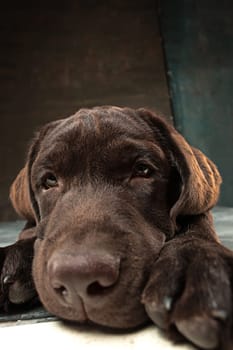 A portrait of a black Labrador dog taken against a black backdrop at studio.