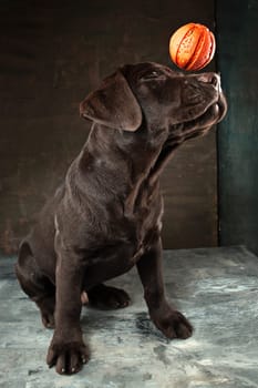 A portrait of a black Labrador dog taken against a black backdrop at studio.