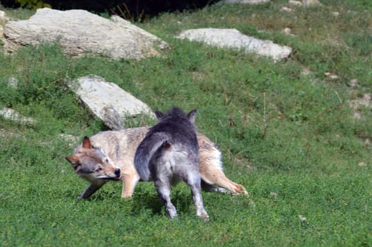 Timber Wolves