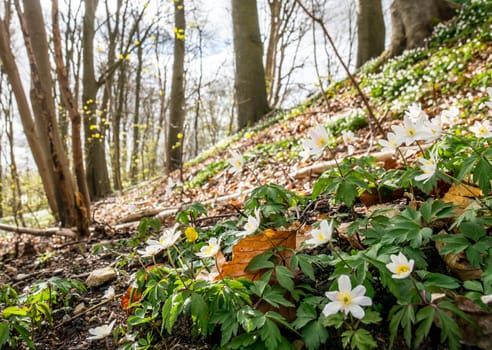Spring beams beautiful white anemones popping up the forest floor between winter's remains of brown autumn leaves