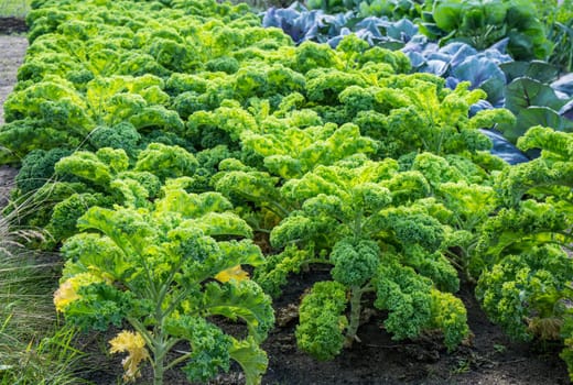 Vegetable garden with green cabbage plants growing