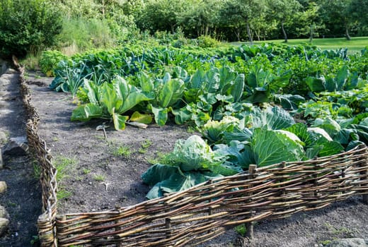 Vegetable garden with homemade vegetables and surrounded by a small veiled fence