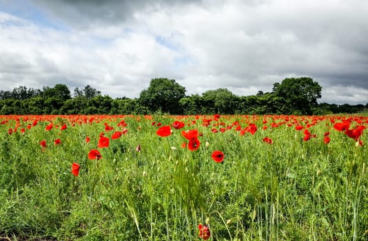 Field full of flowering poppies with their blood-red petals against the blue sky