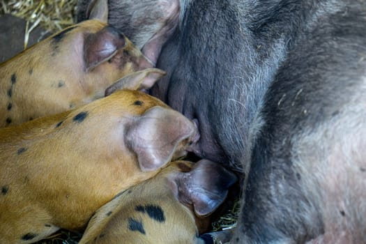 spotted Piglets in the pig trail sleeping in the straw and suckling the mother sow