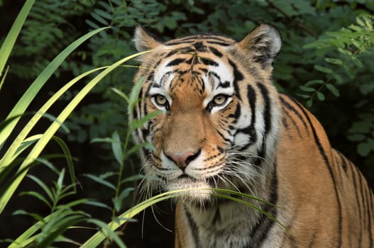 TigerPortrait