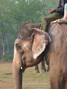 tourists riding elephant in national park
