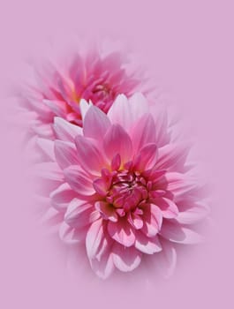 Dahlia flowers