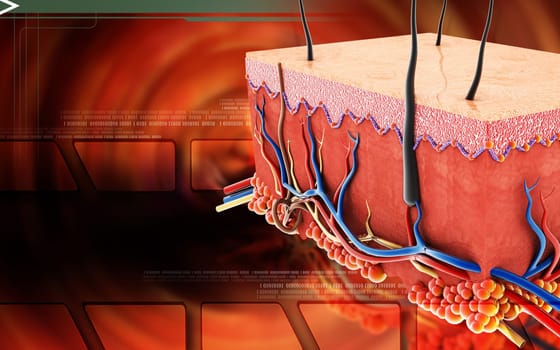 Digital illustration of Skin in colour background