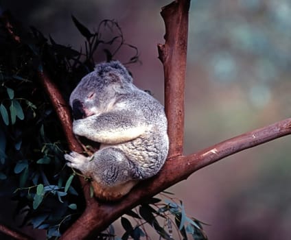 Resting Koala on tree branch