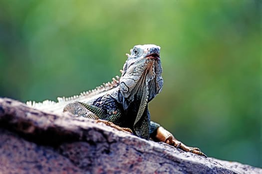 Close up of a Green Iguana