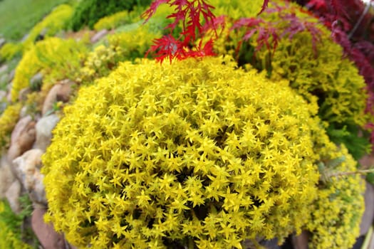 A closeup view of bright yellow succulent flowers set against a backdrop of lush greenery and vibrant red accents