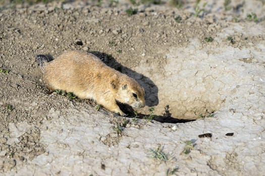 Prairie Dog stands at his entrance to rock den