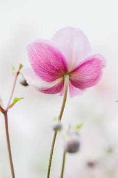 Pale pink flower Japanese anemone, close-up