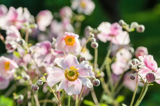 Pale pink flower Japanese anemone, close-up. Note: Shallow depth of field
