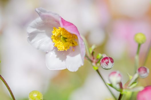 Pale pink flower Japanese anemone, close-up. Note: Shallow depth of field