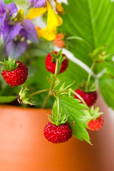 Ripe strawberries and a bouquet of forest flowers in a clay mug
