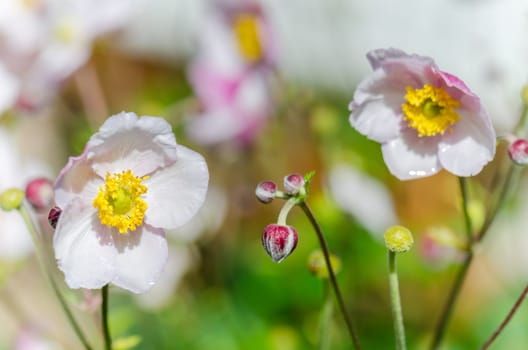 Pale pink flower Japanese anemone, close-up. Note: Shallow depth of field
