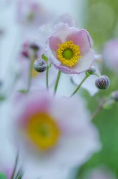 Pale pink flower Japanese anemone, close-up. Note: Shallow depth of field