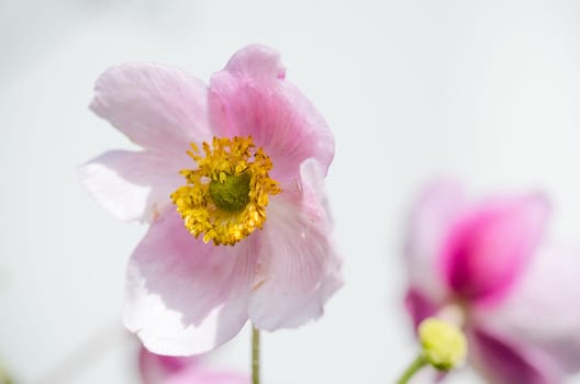 Pale pink flower Japanese anemone, close-up. Note: Shallow depth of field