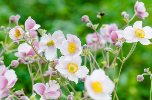 Pale pink flower Japanese anemone, close-up. Note: Shallow depth of field