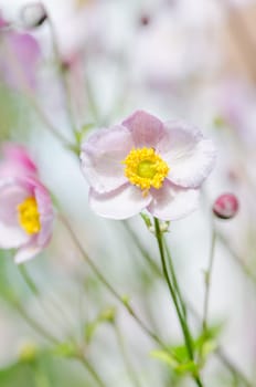 Pale pink flower Japanese anemone, close-up. Note: Shallow depth of field
