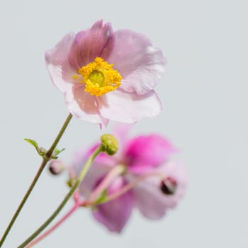 Pale pink flower Japanese anemone, close-up. Note: Shallow depth of field