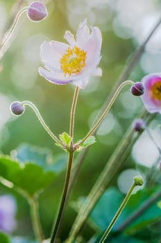 Pale pink flower Japanese anemone, close-up. Note: Shallow depth of field