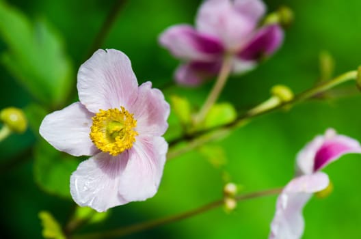 Pale pink flower Japanese anemone, close-up. Note: Shallow depth of field