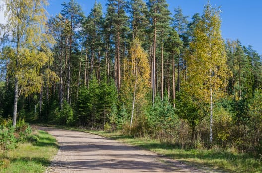 Country road in autumn forest, Estonia