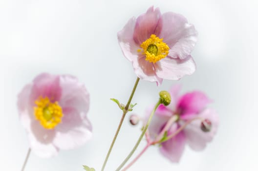 Pale pink flower Japanese anemone, close-up. Note: Shallow depth of field