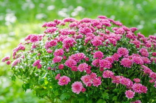 Beautiful blooming pink chrysanthemum bush in the garden