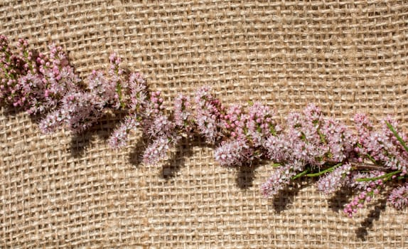 Colorful wild spring flowers in on a canvas