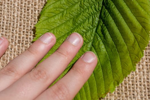 Green leaves in hand over a linen canvas