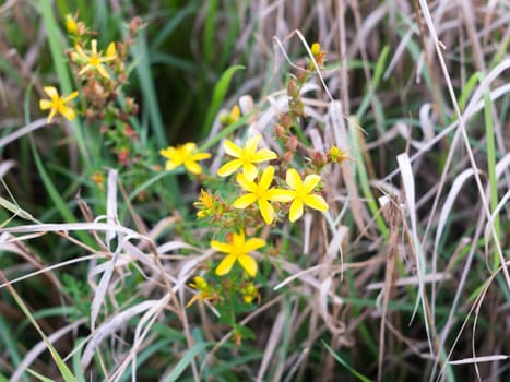 common yellow st john's wort flowers outside with grass  Essex  England  UK