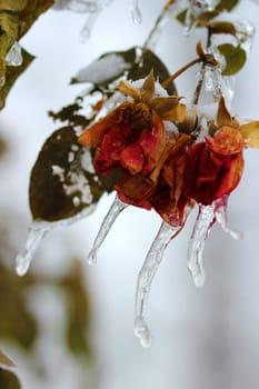 Layers of ice cover dried roses hanging from a rose bush after an ice storm in Michigan.