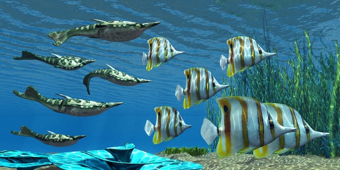Pteraspis is an extinct genus of jawless ocean fish that lived in the Devonian period. Here they swim with a school of Chelmon Butterflyfish.
