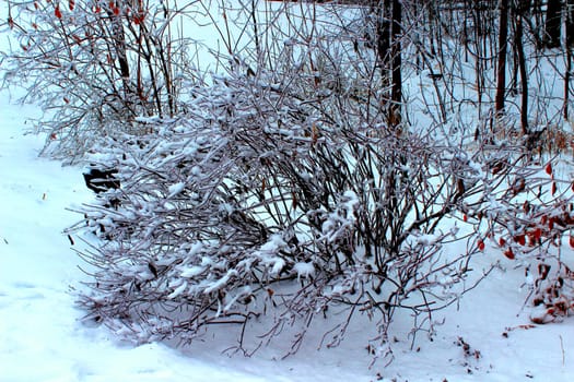 A bush is covered in a layer of ice and snow after an ice storm in Michigan.