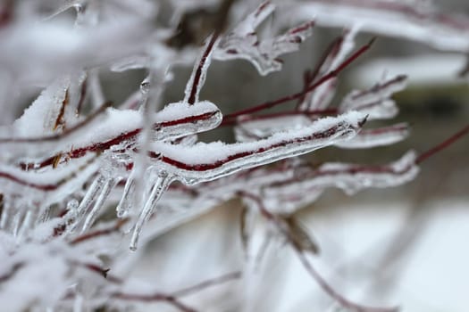 Twigs and branches on a bush are covered in a layer of ice and snow after an ice storm in Michigan.