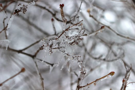 Dripping ice cover branches of a bush after an ice storm in a Michigan winter.
