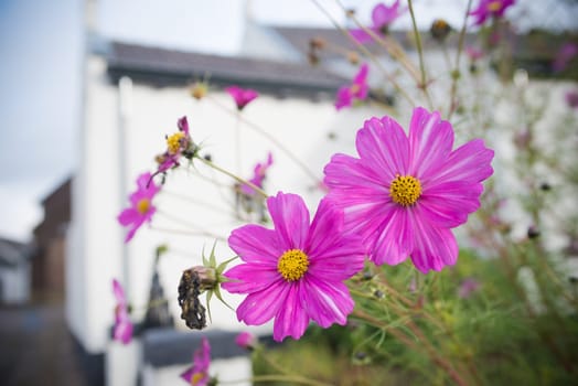 beautiful pink daisy flowers in front of a white house