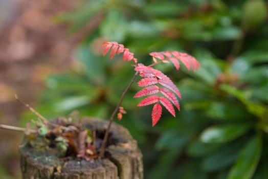 closeup of a small rowan (Sorbus aucuparia) on a dead tree trunk in beautiful autumn colors