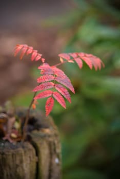 closeup of a small rowan (Sorbus aucuparia) on a dead tree trunk in beautiful autumn colors
