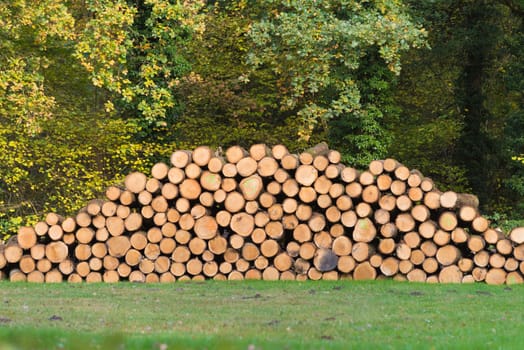 pile of cut wood in an autumn forest
