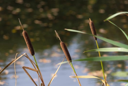 Typha latifolia, or bullrush in english, at the banks of a swamp