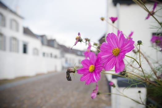 beautiful pink daisy flowers in front of a white house