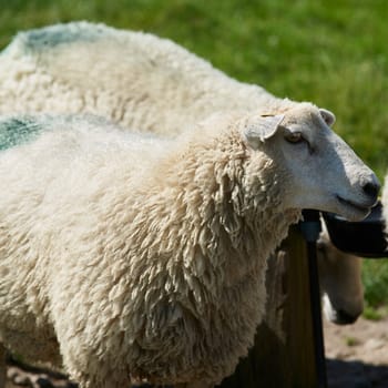 sheep at morsum on sylt